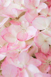 Obraz Hydrangea